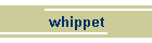 whippet