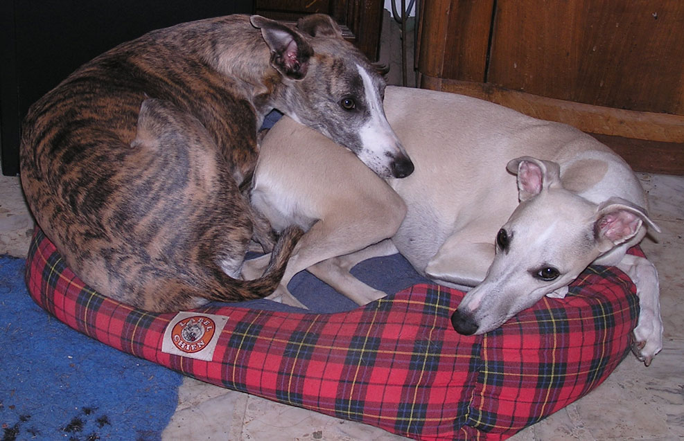 Tweety et moustic : whippets en tas